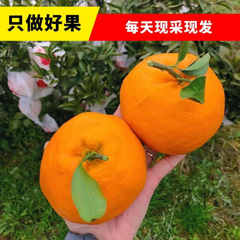 正宗四川春见耙耙柑当季新鲜水果现摘现发橘子蜜桔孕妇水果柑橘,水产肉类/新鲜蔬果/熟食,桔子,淘宝优惠券,粉丝福利购,淘宝优惠卷