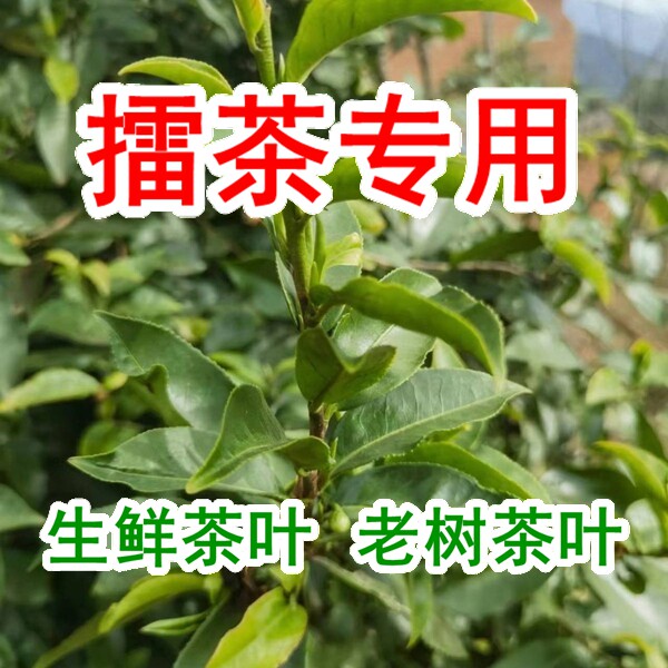 擂茶专用生茶叶神农架深山食用茶老树茶叶高山云雾茶产地直发