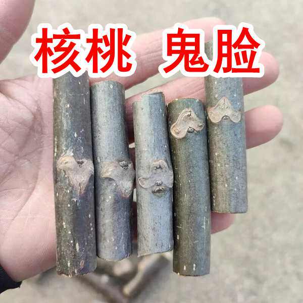 核桃枝神农架深山纯天然现采现发新鲜老树核桃枝产地直发包邮图片