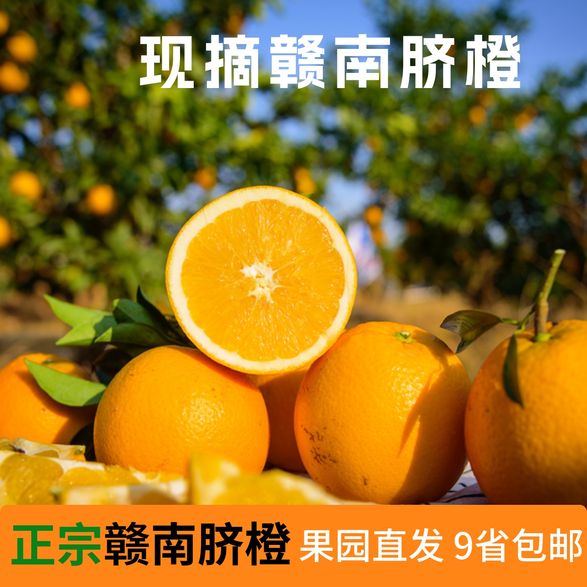 赣南安西脐橙自家果园现摘20斤