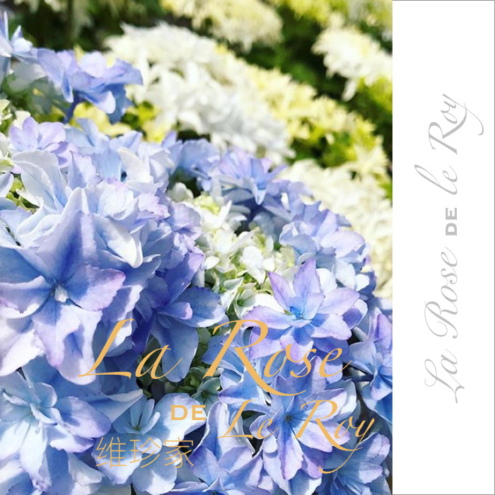 クウカイ 空海 維珍家 日本2019新品繡球花苗在類目 節慶用品/禮品, 拉花中 - 來自Buy2taobao.com提供專業的淘寶代購服務