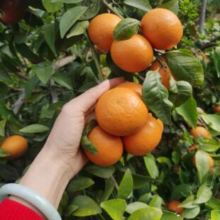 沃柑卖完呢 今年能不能把这块地里