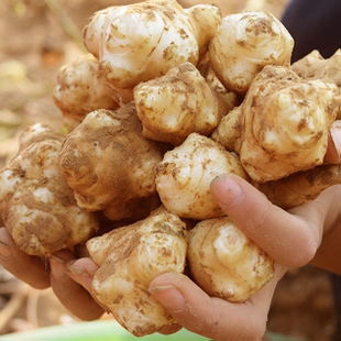 新鲜洋姜现挖现发鬼子姜菊芋洋芋头姜不辣脆嫩地姜农家蔬菜鲜洋姜