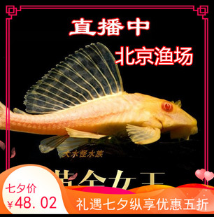 红眼黄金大帆女王清道夫鱼 吃垃圾鱼金红龙鱼清理清洁鱼缸活体 包邮