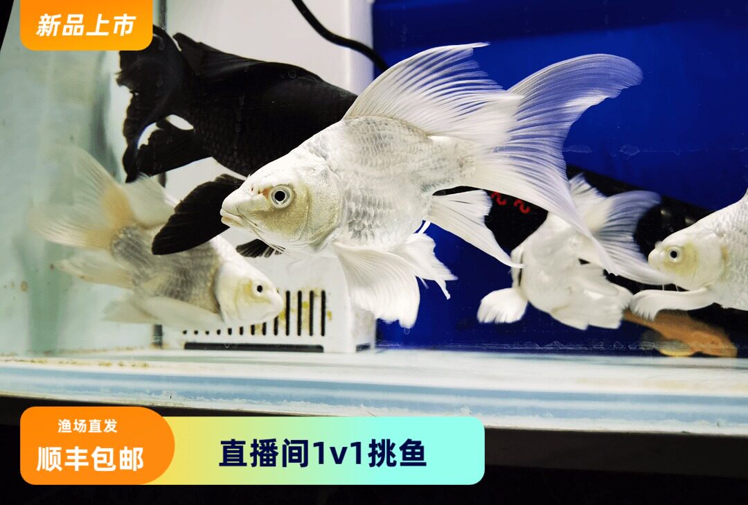 淡水冷水耐活狮子头球体短身石膏白蝴蝶鲤锦鲤黑彗星鱼