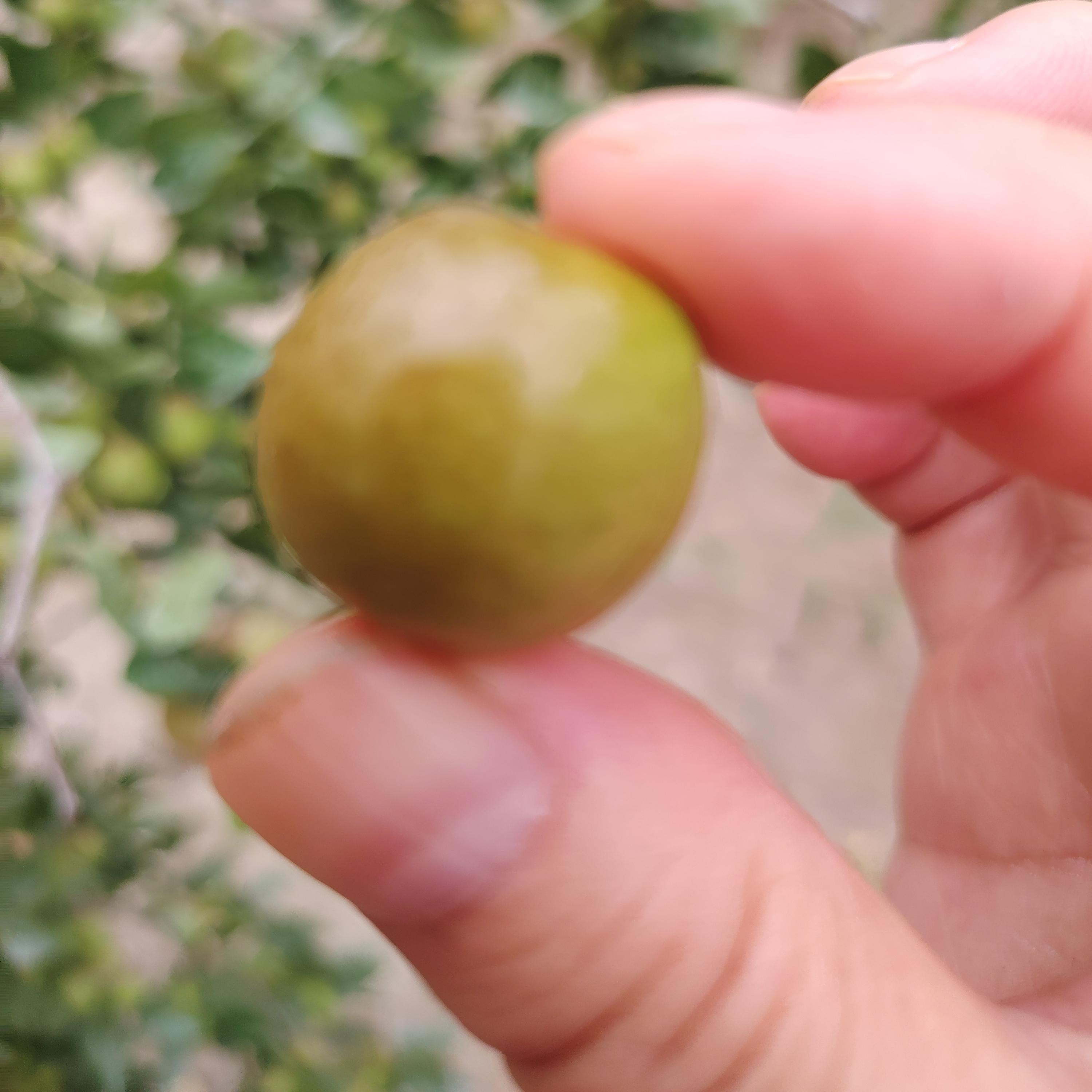 25年新货新疆野酸枣阿拉尔正宗酸枣百年老树无污染原生酸枣1斤