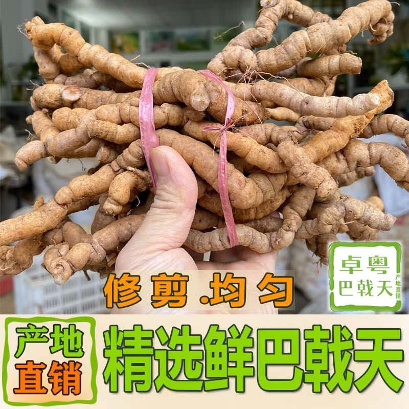 精选新鲜巴戟天中药材产地直发鲜巴吉特级巴戟凤眼根非野生鸡肠风