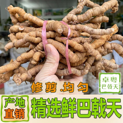 精选新鲜巴戟天中药材产地直发鲜巴吉特级巴戟凤眼根非野生鸡肠风