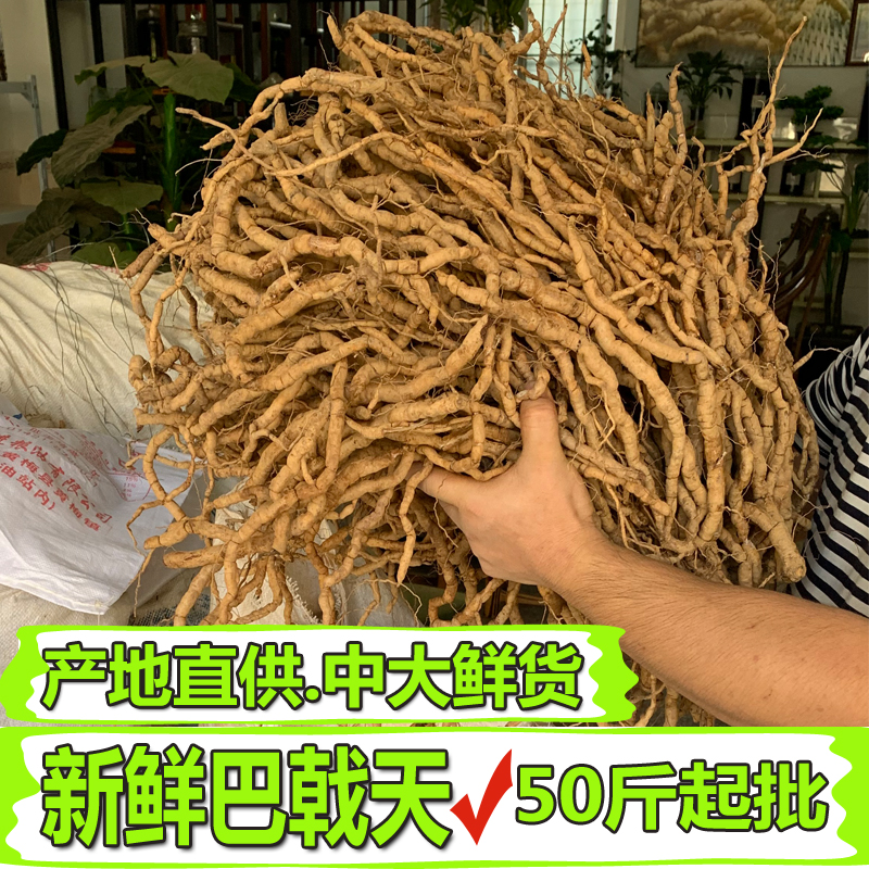 产地直销新鲜巴戟天郁南鸡肠风中大巴戟50斤起批新鲜药材煲汤泡酒