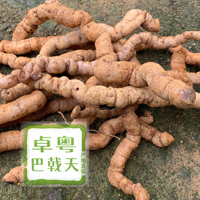 产地直销精选新鲜巴戟天中药材1000g干净无硫煲汤料泡酒生巴戟天