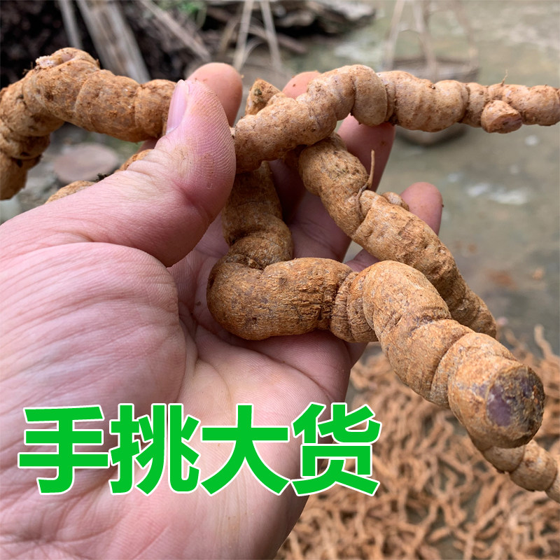 中药材正品新货无硫中特大巴戟天鸡肠风野生巴戟泡酒煲汤新鲜现挖