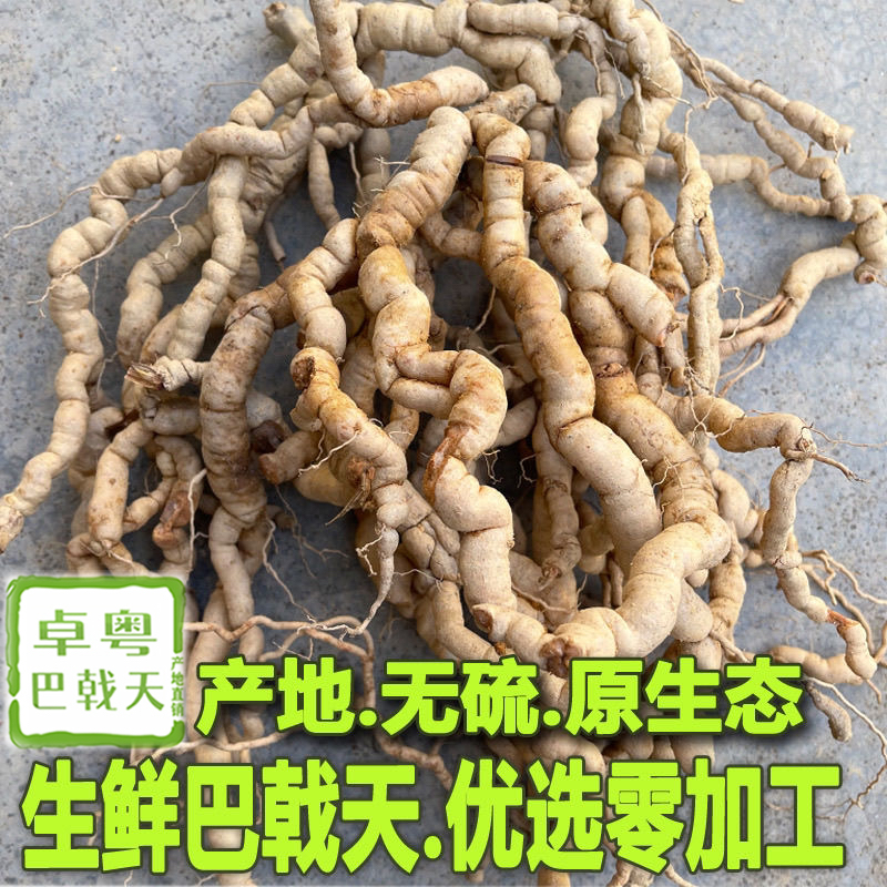 现挖新鲜巴戟天中药材鸡肠薯正品非野生特级产地巴戟凤眼根鸡肠风