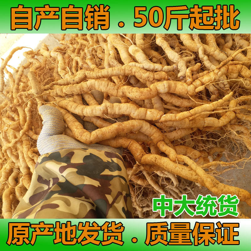 巴戟天批发，新鲜巴戟天中大号巴戟50斤起批1百斤省内包邮