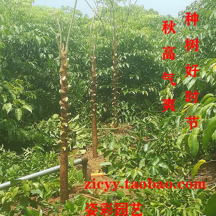 幌伞枫富贵树幸福树鸭脚木招财办公室内客厅大型网红绿植观叶盆栽