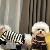 四脚保暖高领泰迪雪纳瑞衣服 加绒全棉条纹冬装 新款 宠物衣服冬装