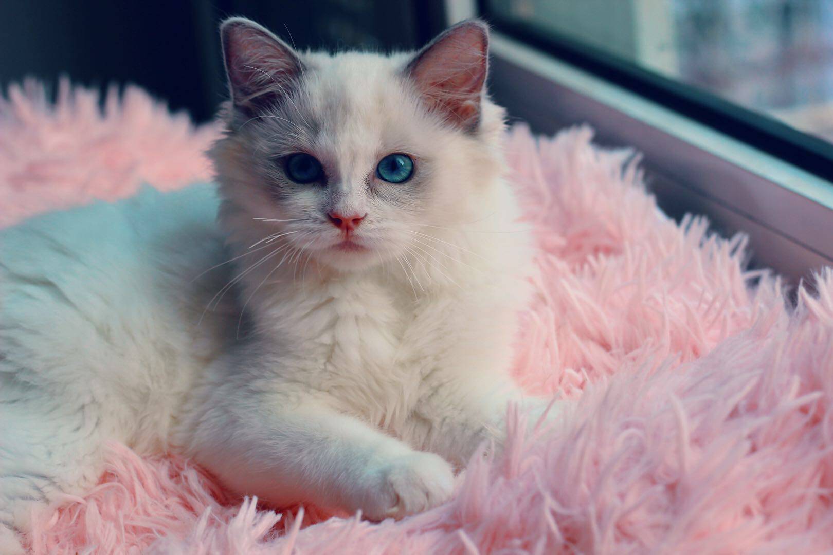 深圳猫舍布偶猫幼猫 活体纯种蓝双色满耳满背妹妹 可带cfa证