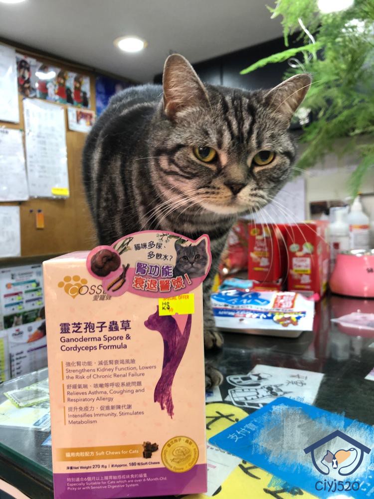 香港购cosset灵芝虫草肉粒老猫