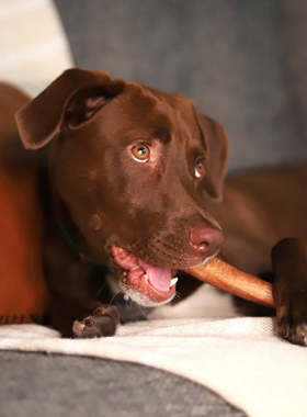港购 美国Super Snouts草飼牛牛鞭狗磨牙棒狗零食