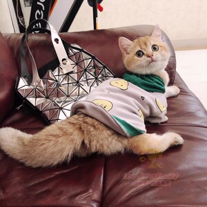 包子脸双血统大眼睛金渐层猫舍