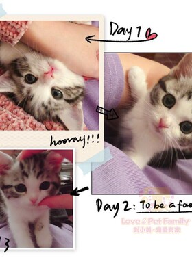 CFA注册猫舍 美国短毛猫银虎斑加白起司猫妹妹绿眼川背大眼高颜值