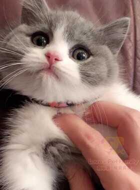cfa猫舍繁育 英短蓝白幼猫 正八满背高颜值矮脚蓝白弟弟2月龄