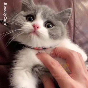 cfa猫舍繁育 正八满背高颜值矮脚蓝白弟弟2月龄 英短蓝白幼猫