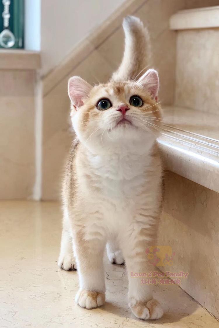 CFA猫舍 赛级双血统大眼睛包子脸英短金渐层弟弟幼猫 带证书3月龄