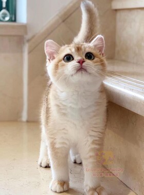 CFA猫舍 赛级双血统大眼睛包子脸英短金渐层弟弟幼猫 带证书3月龄