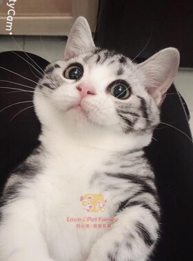 CFA注册猫舍 美国短毛猫银虎斑加白 起司矮脚妹妹高颜值成母