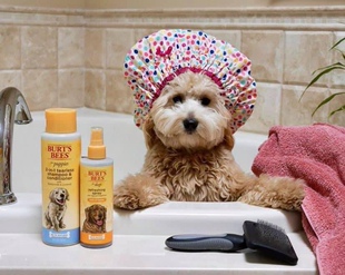 Bees小蜜蜂狗狗沐浴露天然免水洗宠物香波护毛素 美国Burt 港购