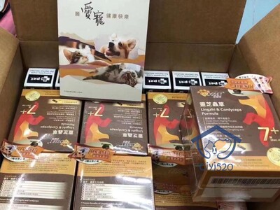 香港COSSET老年犬狗狗