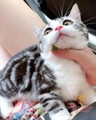 CFA猫舍美国短毛猫银虎斑加白 起司矮脚妹妹曼基康高颜值4月龄