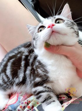 银虎斑曼基康高颜值美国短毛猫