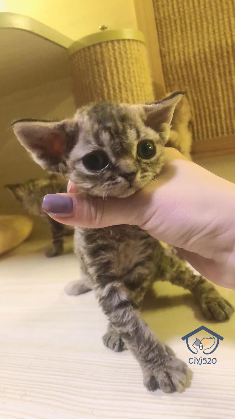 深圳注册Cfa猫舍 虎斑纹纯血德文妹妹 德文猫活体 带证