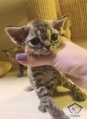 深圳注册Cfa猫舍 虎斑纹纯血德文妹妹 德文猫活体 带证