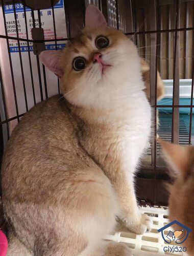 深圳猫舍纯种赛级弟弟带血统证可