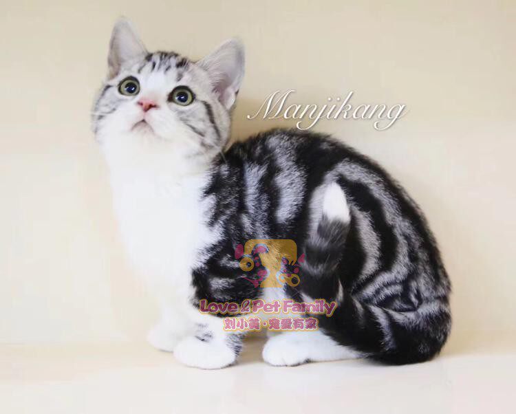 银虎斑矮脚高颜值美国短毛猫