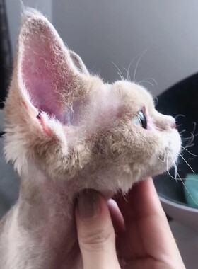 深圳注册Cfa猫舍 国外引进血线 浅三花 德文卷毛妹妹 成母