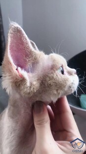 德文卷毛妹妹 浅三花 成母 国外引进血线 深圳注册Cfa猫舍