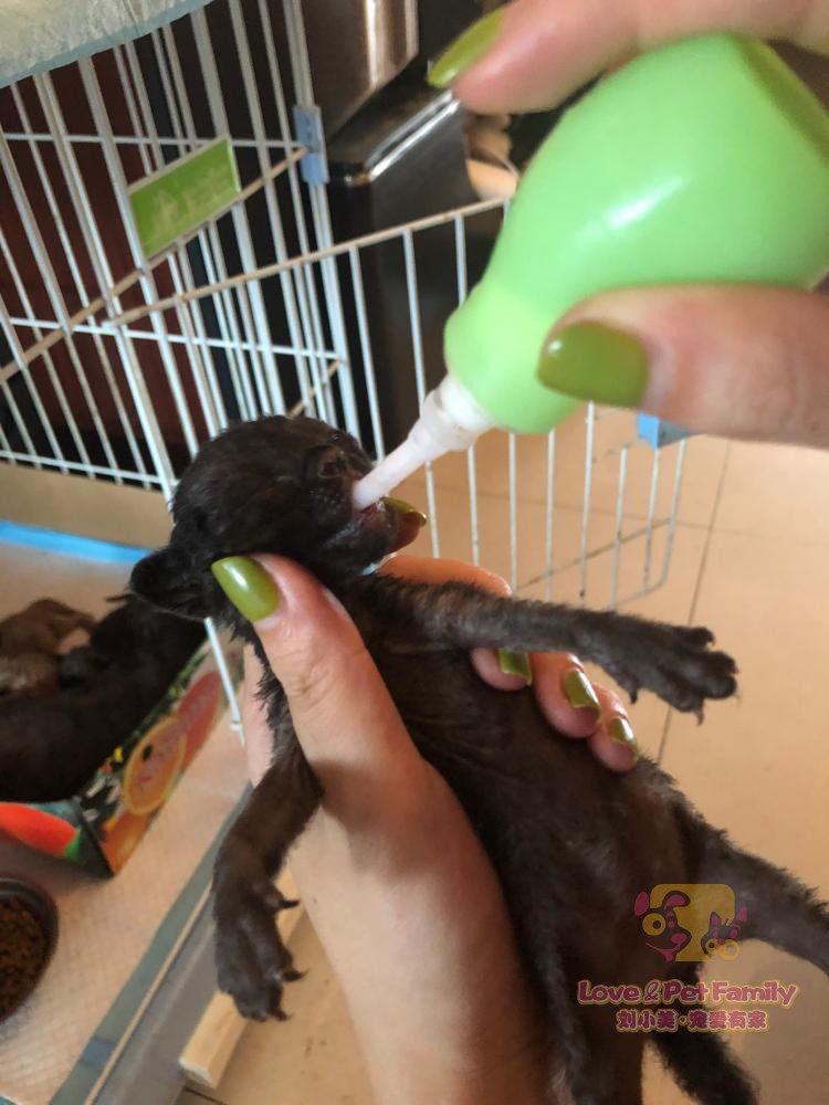 防呛奶宠物初生猫犬喂奶器 奶瓶 幼猫 幼犬奶嘴 猫舍自用,宠物/宠物食品及用品,鼠类喂食器,淘宝优惠券,粉丝福利购,淘宝优惠卷