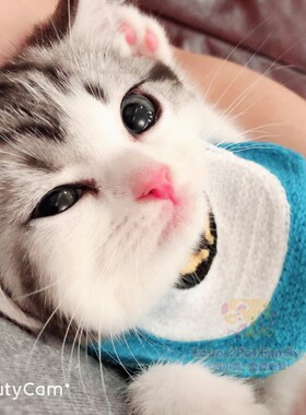 深圳注册CFA猫舍繁育 美短起司 银虎斑加白妹妹高颜值 2月龄