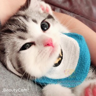 2月龄 银虎斑加白妹妹高颜值 深圳注册CFA猫舍繁育 美短起司