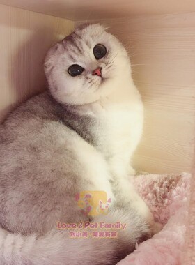 CFA猫舍俄罗斯引进 纯种名血英短银渐层折耳猫妹妹6个月