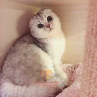 CFA猫舍俄罗斯引进 纯种名血英短银渐层折耳猫妹妹6个月