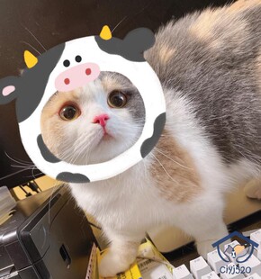 深圳猫舍繁育英短三花曼基康 贴地矮脚脸甜妹妹 繁育万能色