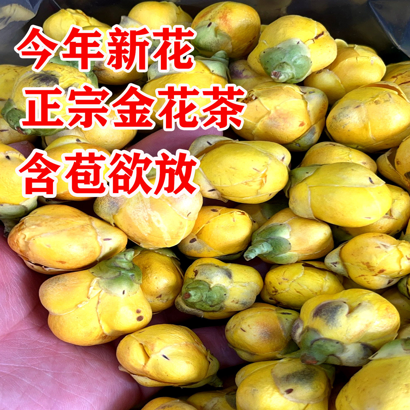 金花茶花蕾含苞欲放花苞金花茶大代用/花草茶
