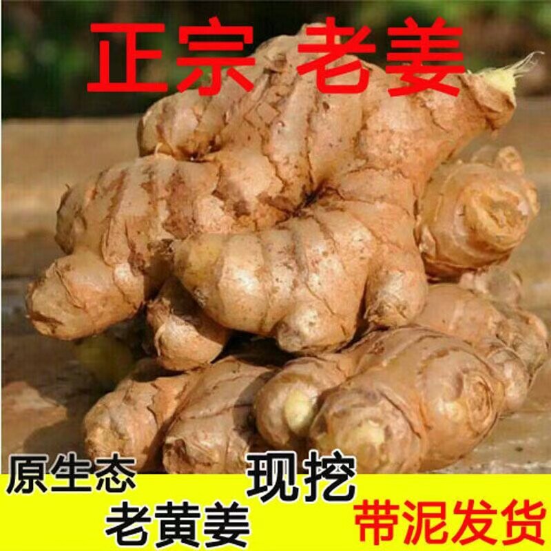 正宗老姜生姜老姜黄姜现挖老黄姜土姜母姜月子姜黄姜新鲜蔬菜包邮