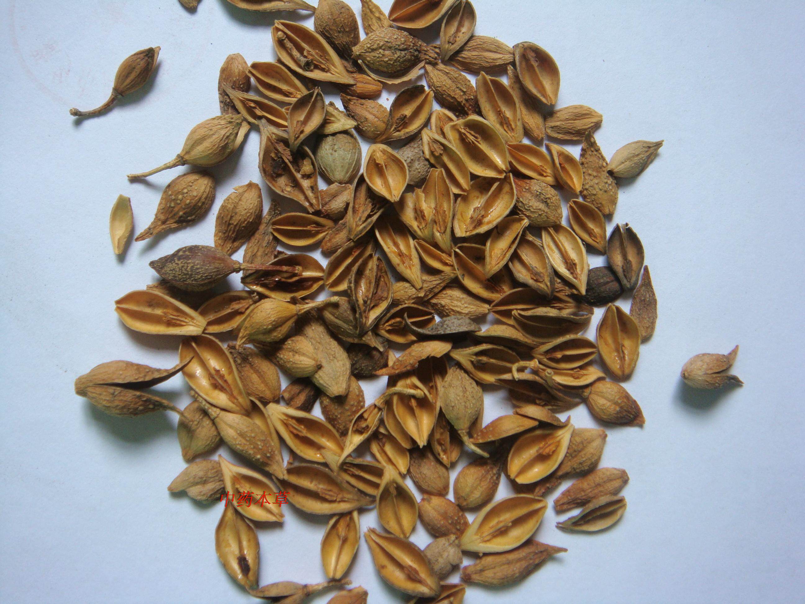 新货上市秦岭深山野生连翘 汉中贯叶连翘 连翘茶500g