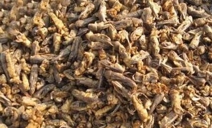 无熏蒸散装河北滋补品中药材