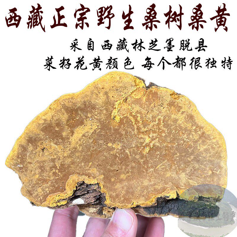 50克 桑黄西藏野生 桑黄灵芝 桑树桑黄 桑黄中药材 桑黄旗舰店